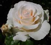 Realistic White Rose unknow artist